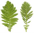 Tanacetum Vulgare